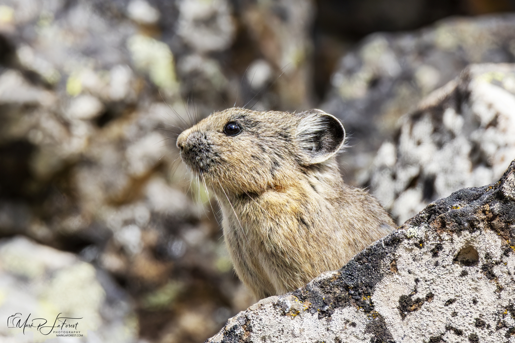 Pika, Yellowstone National Park